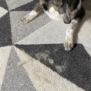 La Magic Brush™ - Un geste, et les poils disparaissent
